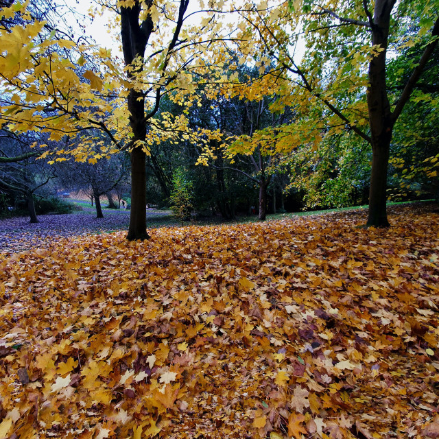 "Autumn in Kelvingrove Park" stock image