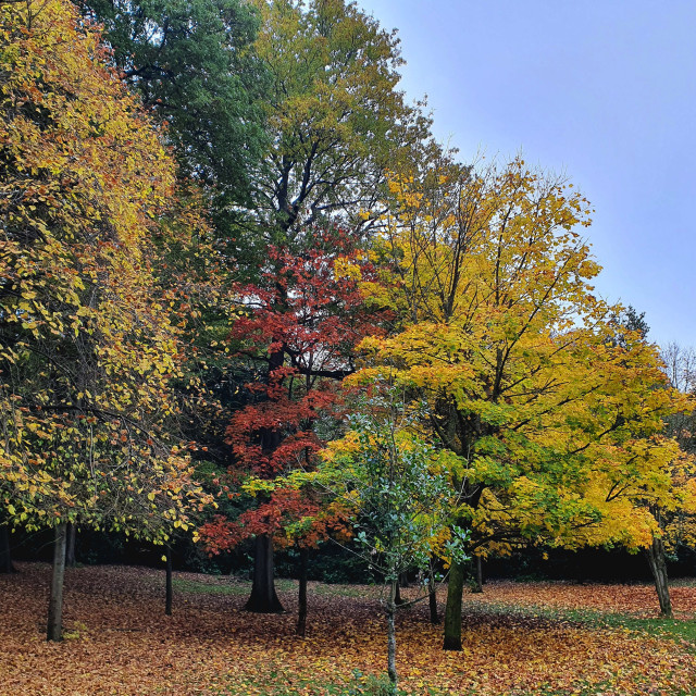 "Colours of Autumn in Kelvingrove Park Glasgow" stock image