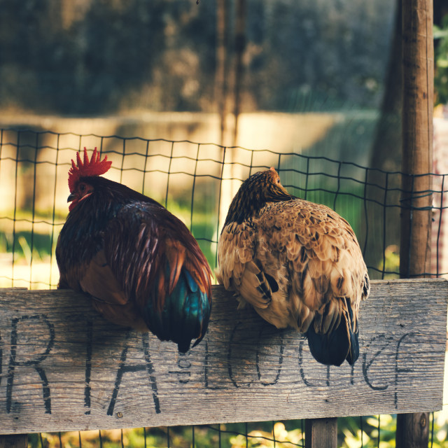 "Chicken and rooster in the vegetable garden" stock image