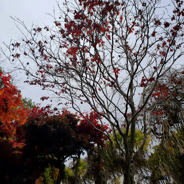 "Autumn in Red" stock image