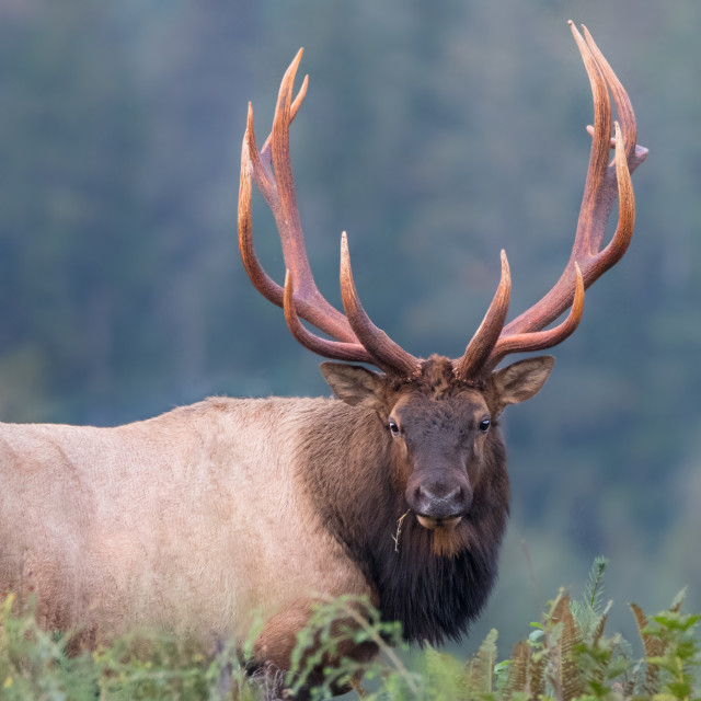 "The Elk Rut" stock image