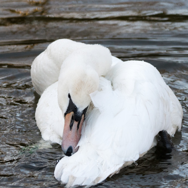 "Mute Swan (Cygnus olor)" stock image
