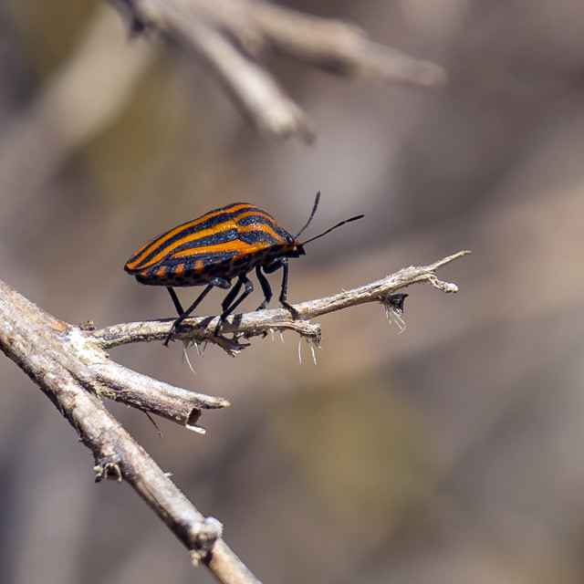 "Striped shield bug (Graphosoma) 4380" stock image