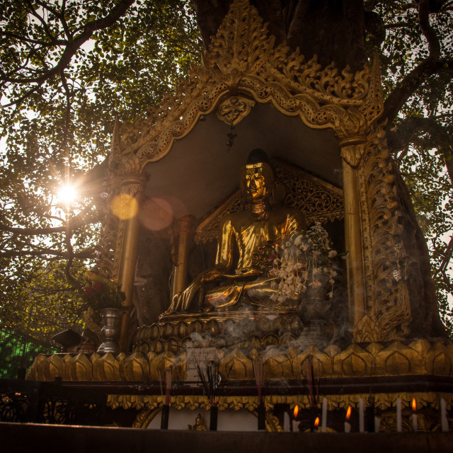 "Bodhi tree at Shwedagon Pagoda , sunset , Yangon , Myanmar" stock image