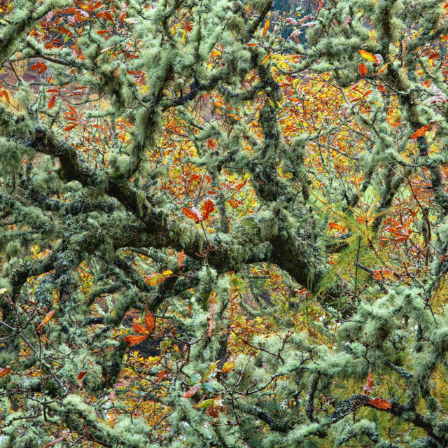 "Lichen and Leaves" stock image