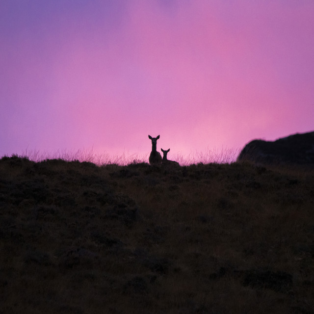 "Wonderful Deer on Skyline at Sunset in the Highlands" stock image