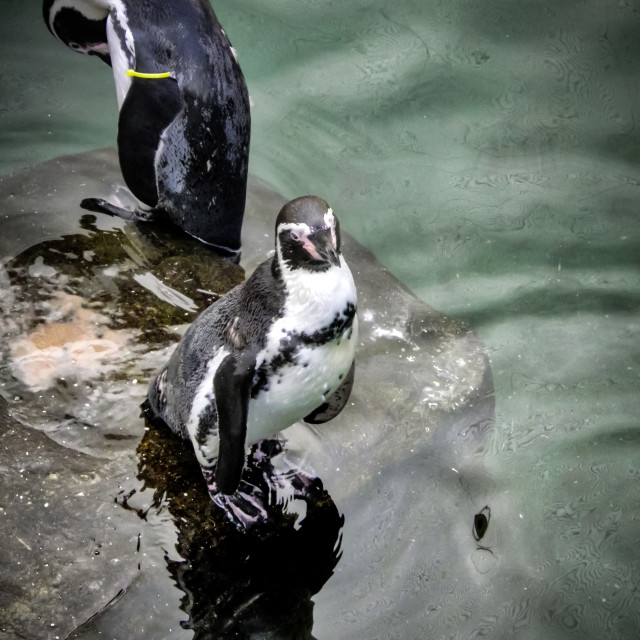 "Humboldt Penguins" stock image