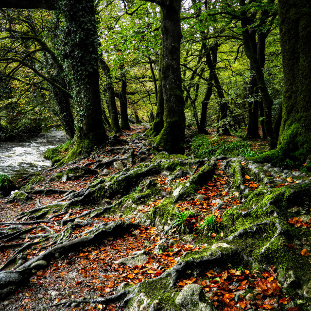 "Woodland, Cornwall." stock image