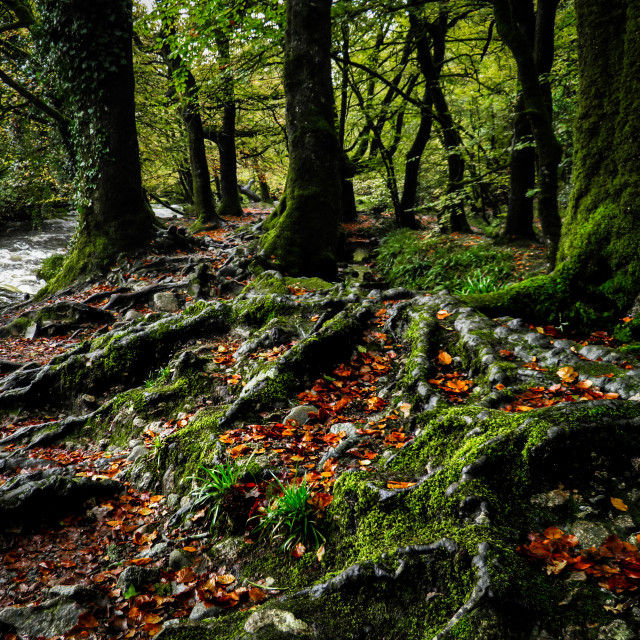 "Woodland, Cornwall." stock image