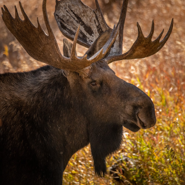 "Bull Moose" stock image