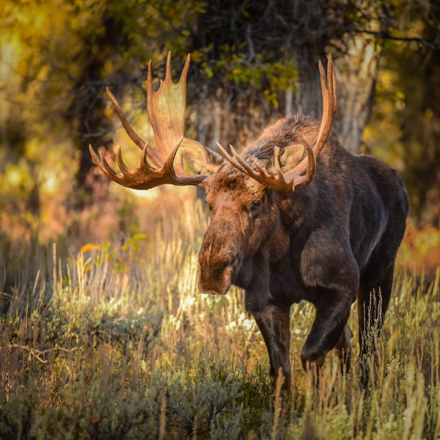 "Bull Moose on the Move" stock image