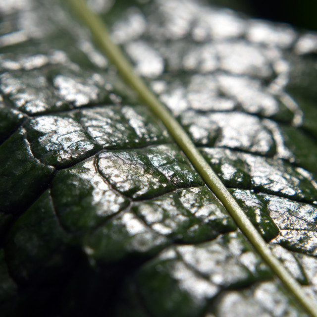 "Alligator leaf" stock image