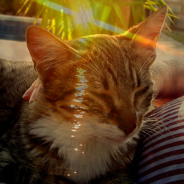 "Kitten sunset" stock image