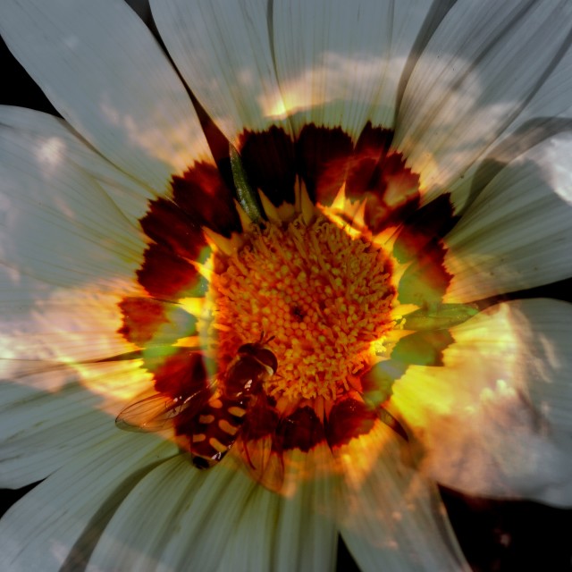 "Flaming Gazenia" by Rudolf Reinbacher - £20.00 "Flaming Gazenia" stock image