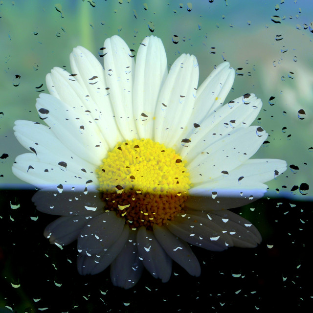 "Sun & Rain" by Rudolf Reinbacher - £12.00 "Sun & Rain" stock image