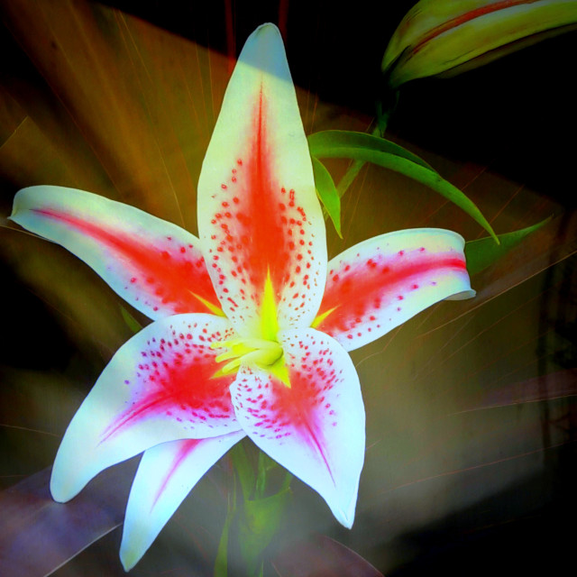 "3 D Lilly" by Rudolf Reinbacher - $21.70 "3 D Lilly" stock image