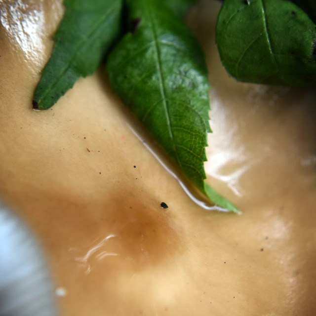 "Mushroom Detail" stock image