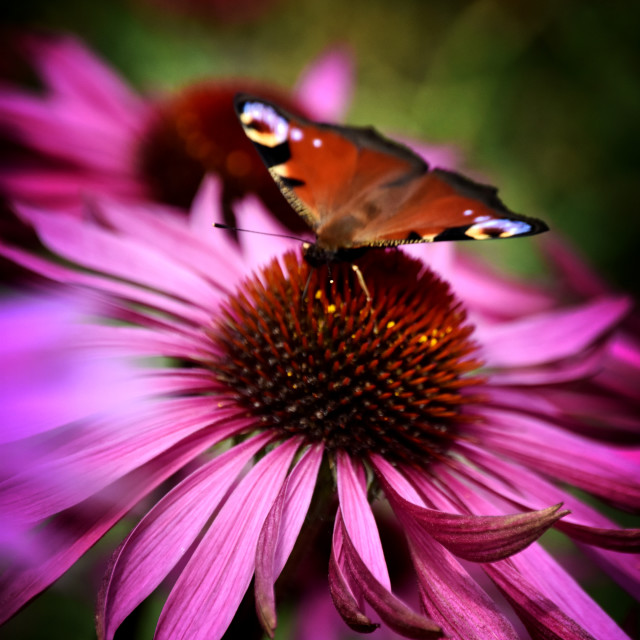 "Peacock on Echinacea" stock image