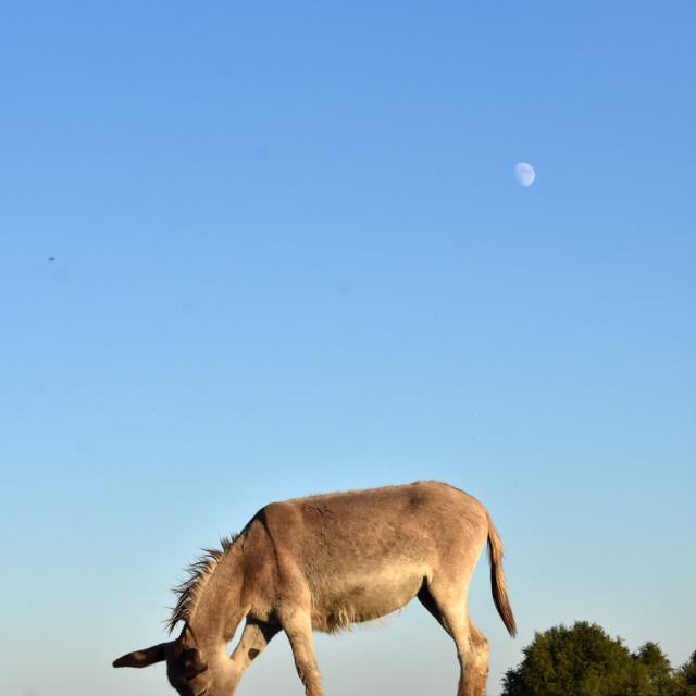 "Grazing by Moonlight" stock image