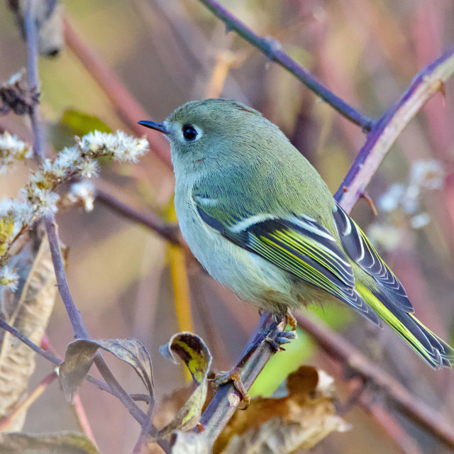 "Ruby-crowned Kinglet" stock image