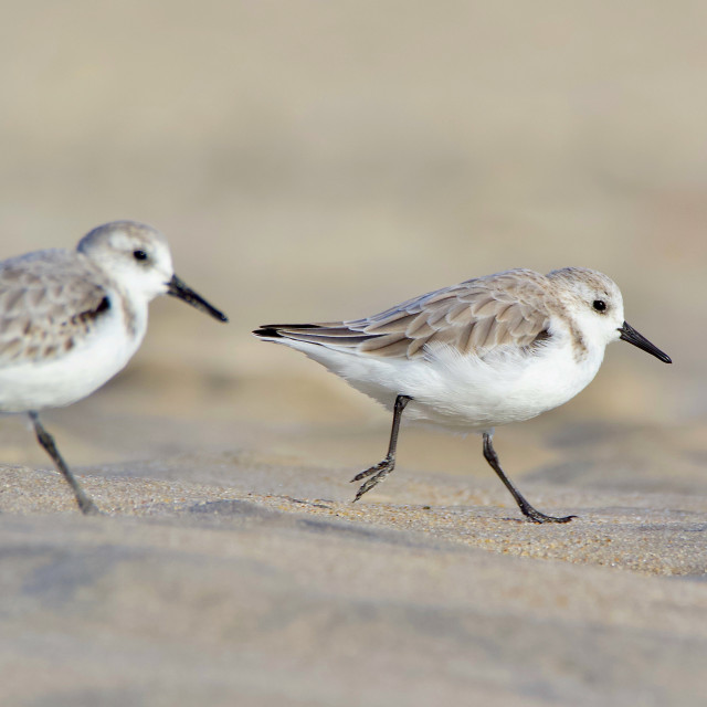 "Sanderlings Running" stock image