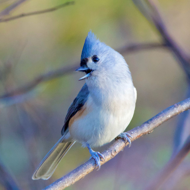 "Happy Tufted Titmouse" stock image