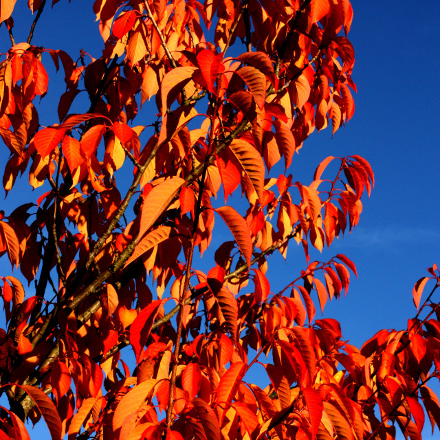 "Autumn Colours on a tree" by Julian Worker - £10.00 "Autumn Colours on a tree" stock image