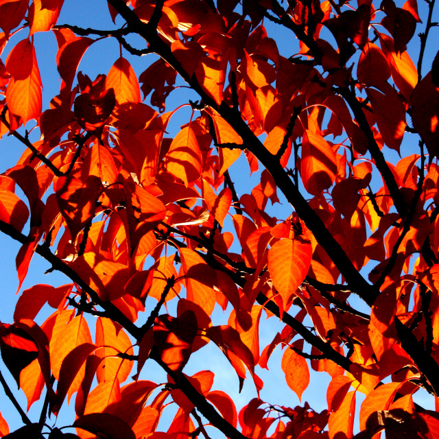 "Autumn Colours in Vancouver" by Julian Worker - £10.00 "Autumn Colours in Vancouver" stock image