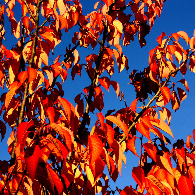 "Autumn Colours in Vancouver" by Julian Worker - £10.00 "Autumn Colours in Vancouver" stock image