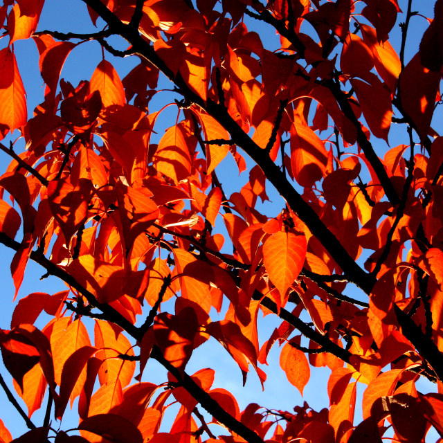 "Autumn Colours in Vancouver" by Julian Worker - £10.00 "Autumn Colours in Vancouver" stock image