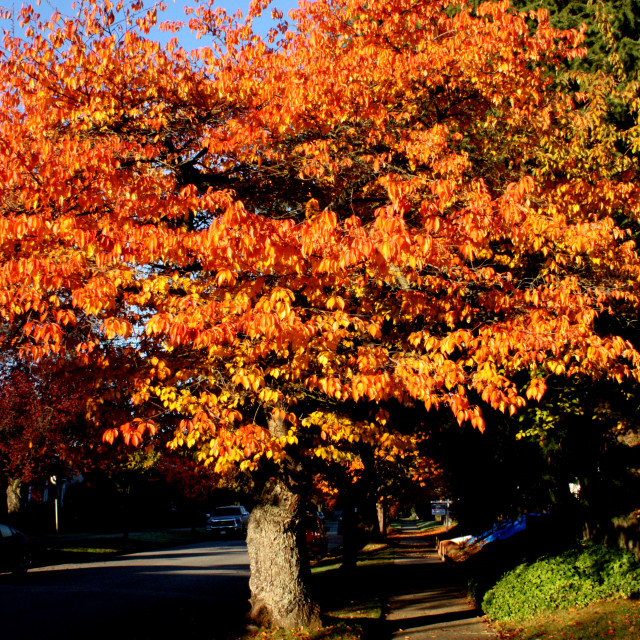"Autumn leaves in Vancouver" by Julian Worker - £10.00 "Autumn leaves in Vancouver" stock image