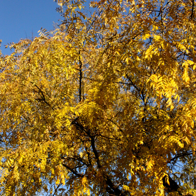 "Autumn leaves in Vancouver" by Julian Worker - £10.00 "Autumn leaves in Vancouver" stock image