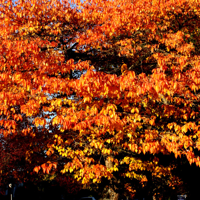 "Autumn leaves in Vancouver" by Julian Worker - £10.00 "Autumn leaves in Vancouver" stock image