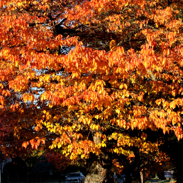 "Autumn leaves in Vancouver" by Julian Worker - £10.00 "Autumn leaves in Vancouver" stock image