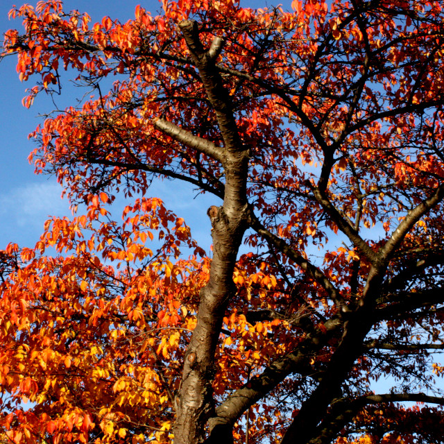 "Autumn colours in Vancouver" by Julian Worker - £10.00 "Autumn colours in Vancouver" stock image