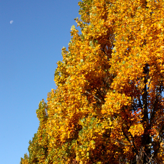 "Autumn colours in Vancouver" by Julian Worker - £8.00 "Autumn colours in Vancouver" stock image