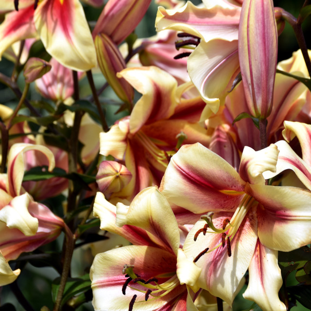 "Lilies" stock image