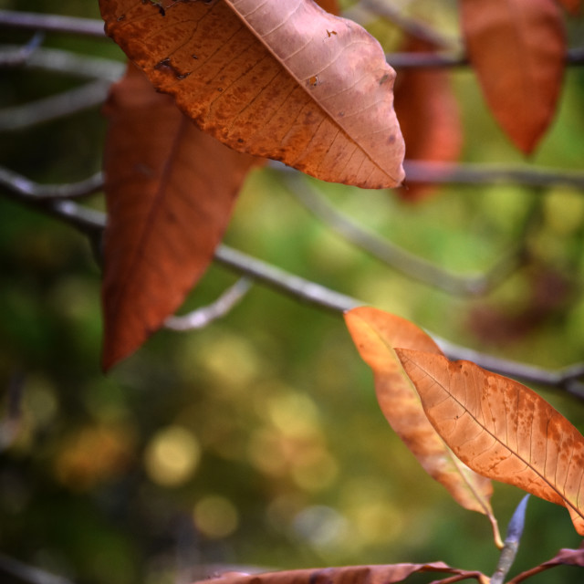 "Autumn Heraldry II" stock image