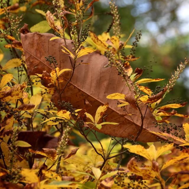 "Autumn Heraldry III" stock image