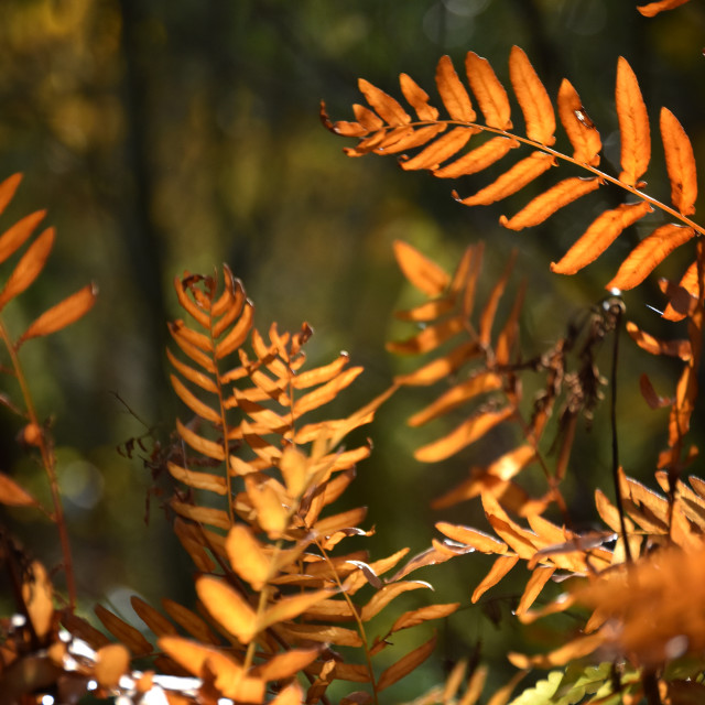 "Autumn Heraldry V" stock image