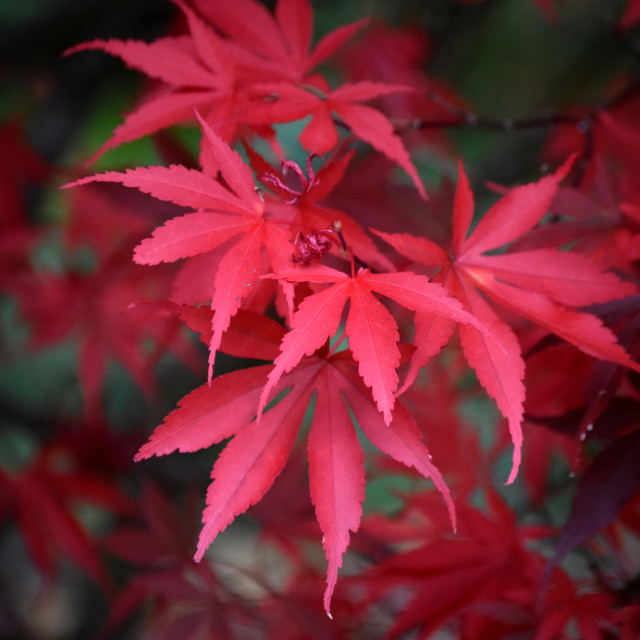 "Autumn Heraldry IV" stock image