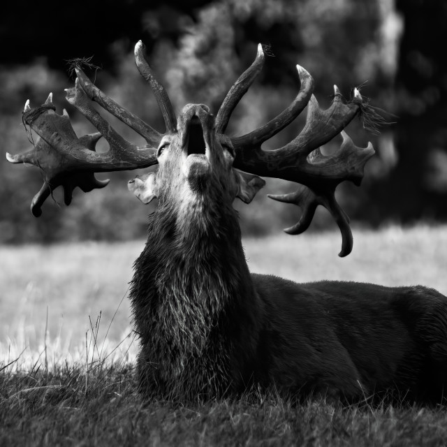 "Antlers Spread" stock image