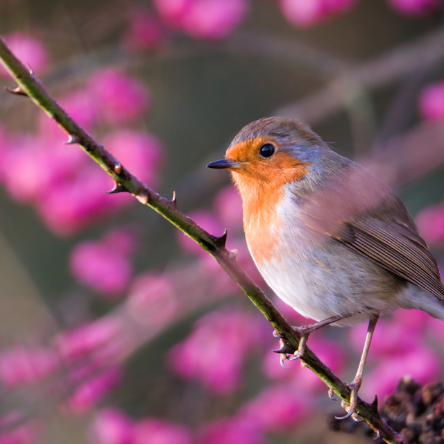 "Perched by the Blooms" stock image