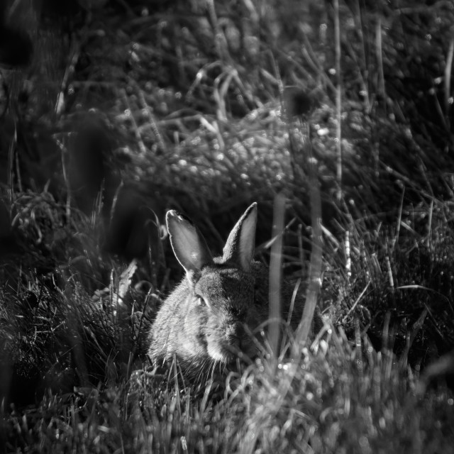 "Early morning bunny" stock image