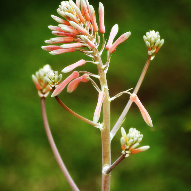 "Aloe Maculata" stock image