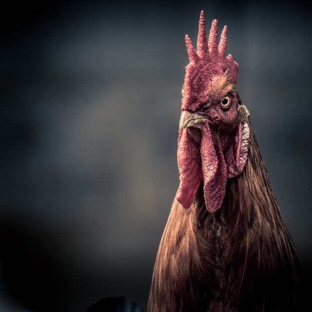 "An Angry Rooster" stock image