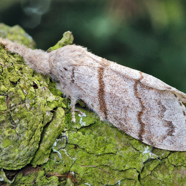 "Pale Tussock moth" stock image