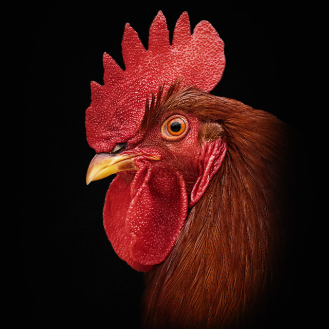 "Haan – Rooster" by Anja Wessels Photography - £10.00 "Haan – Rooster" stock image