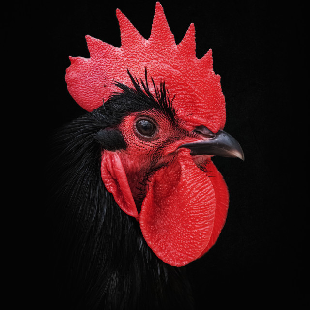"Haan – Rooster" by Anja Wessels Photography - £10.00 "Haan – Rooster" stock image