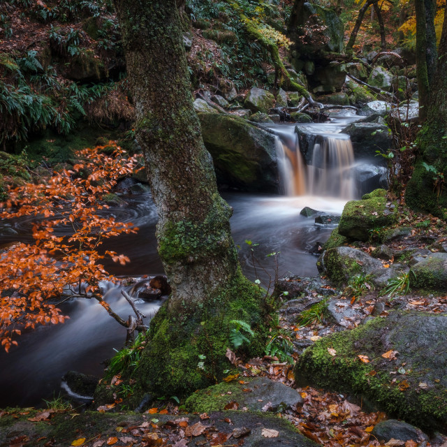 "Last of Autumn" stock image